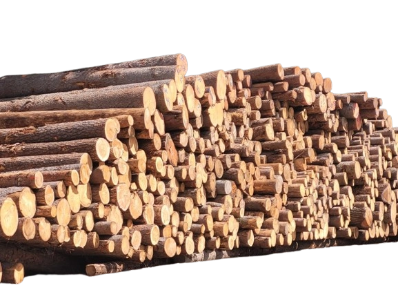 Výkup surové kulatiny